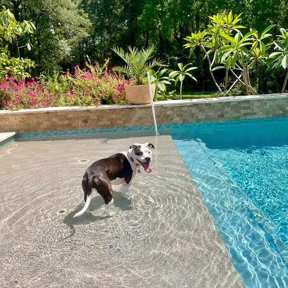 Meet your Posher, Maddie - Picture 4 of 6